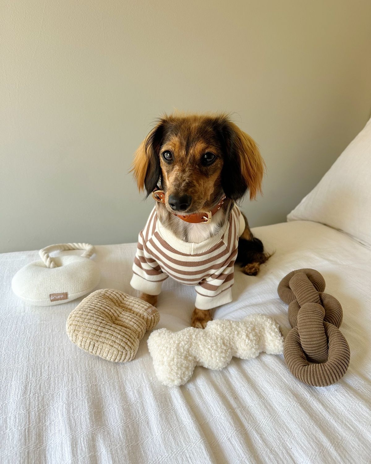 Pet enjoying a relaxed everyday routine