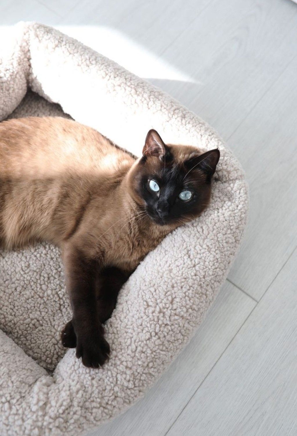 Pets sharing a relaxed everyday moment at home