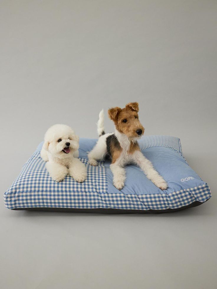Dog relaxing comfortably at home