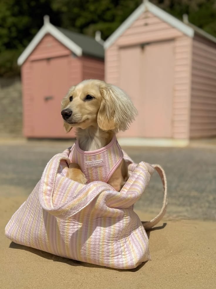 Pet using thoughtful everyday essentials