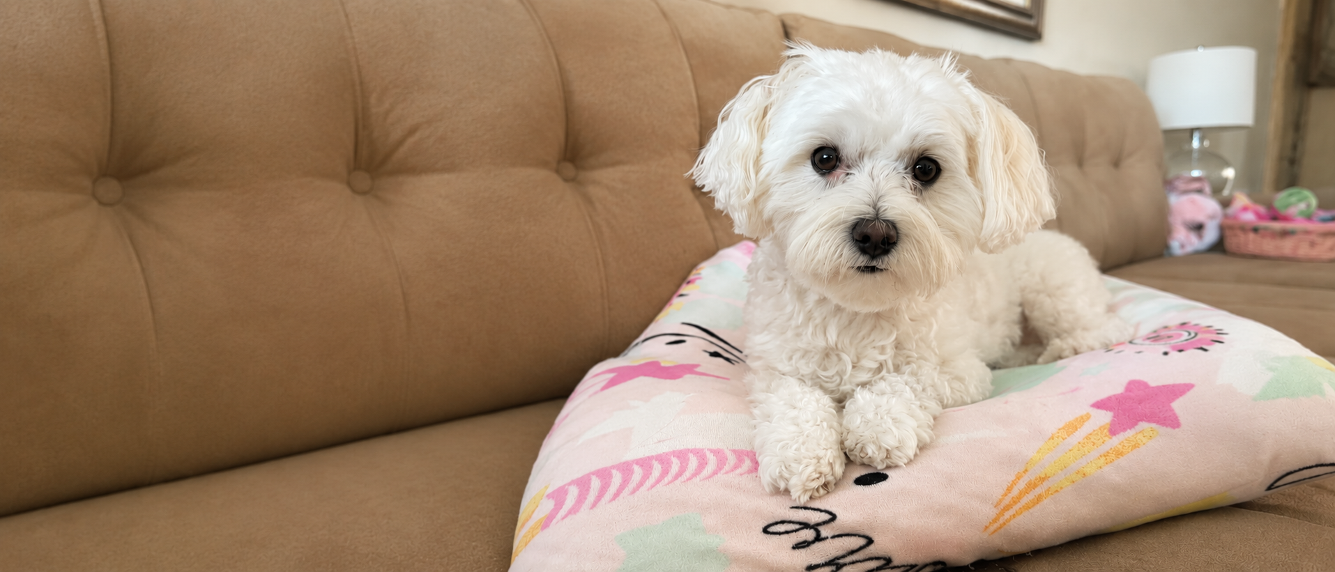 A quiet everyday moment shared with a pet