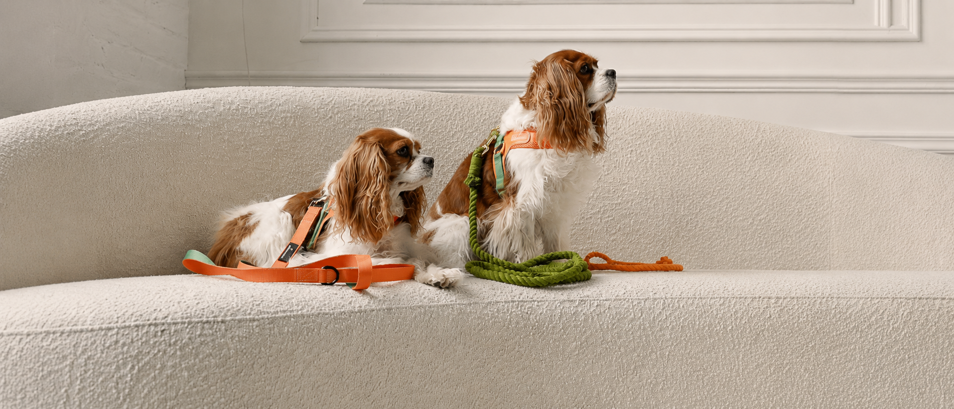Dogs relaxing together with everyday walking essentials